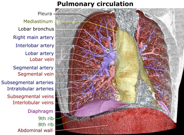 Lire la suite à propos de l’article Exercice de respiration pour chanteurs
