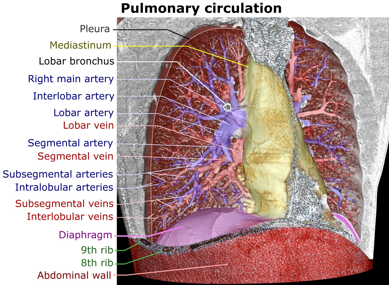 Exercice de respiration pour chanteurs